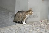 altenburg-trachtenfest-02-06-2012 (13)